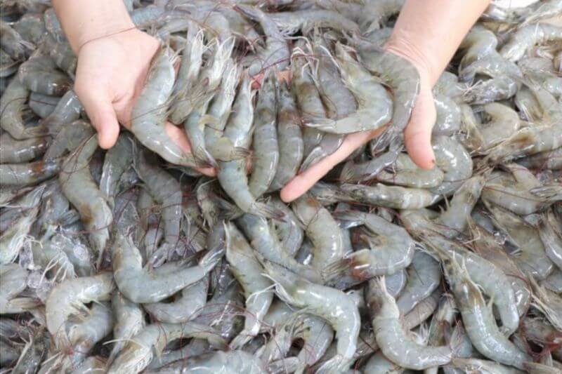 Camarones-5-hn Camarones cultivados en Honduras para exportación - Agroindustria San José